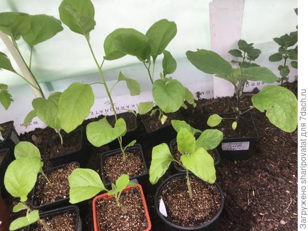 Середина мая. Соотношение корнесобственных (на втором плане) и привитых баклажанов после переезда в теплицу.