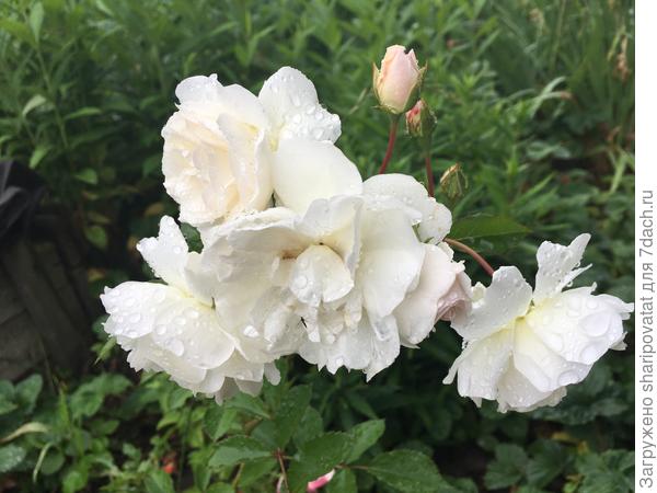 П о з д р а в л я ю!