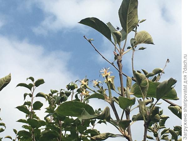 Слева приросты соседней яблони