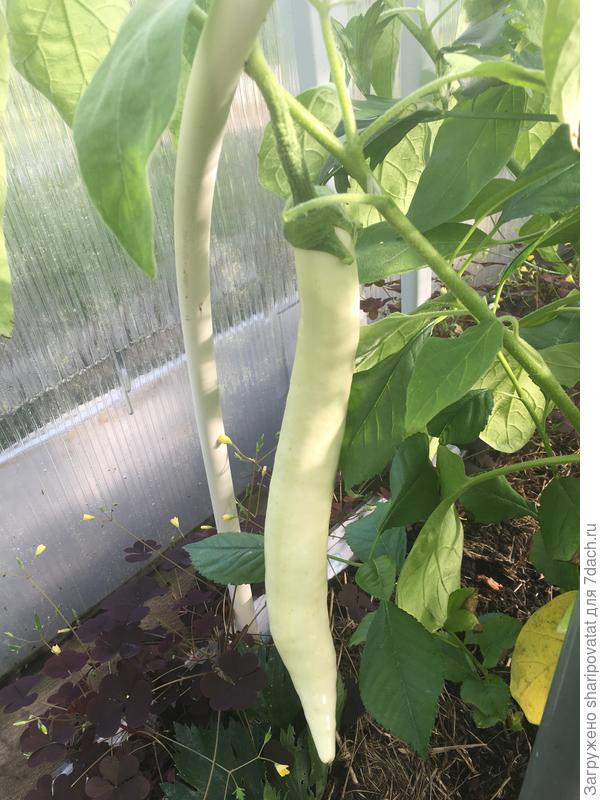 Сосулька, оставленная на удачу на семена