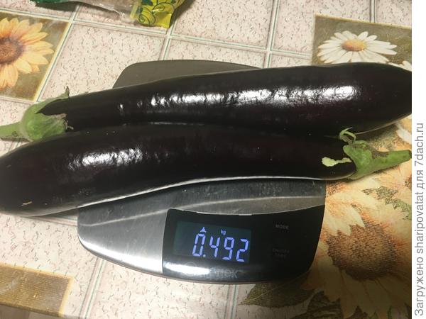 Привитый Марафонец порадовал 14 плодами приличного размера