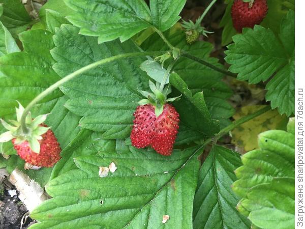 Осенняя &quot;чудинка&quot; Барона...