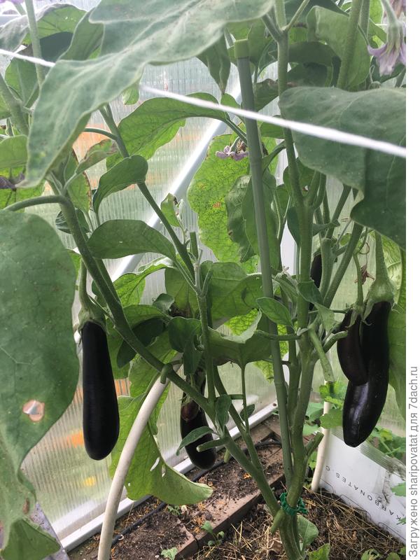 Марафонец, второй ярус. Шесть плодов покрупнее с нижнего яруса сняти раньше