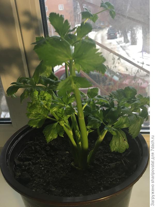 Черешковый Супергринн. Заявка на второй урожай