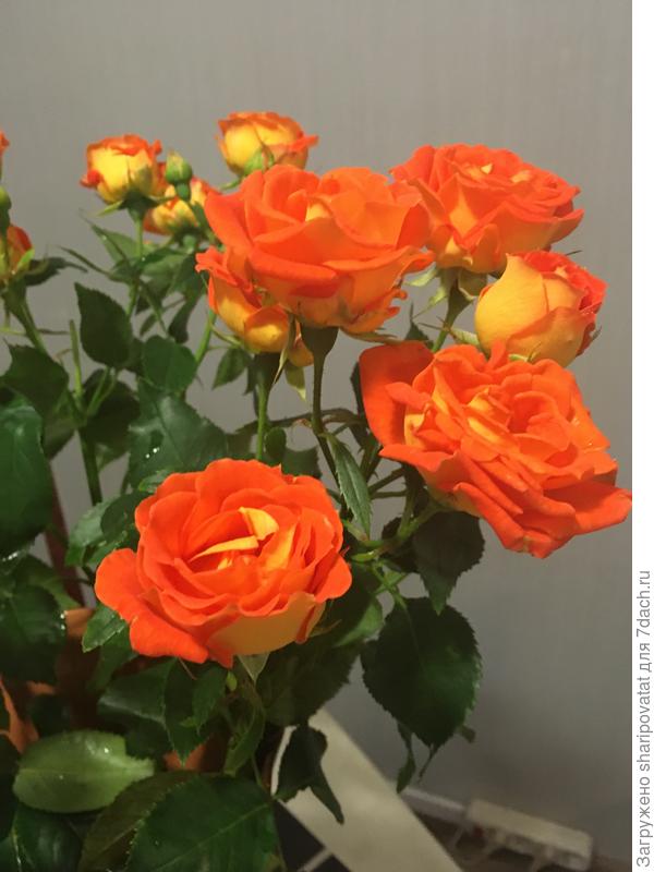 П о з д р а в л я ю!