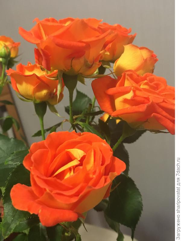 С Ю Б И Л Е Е М!