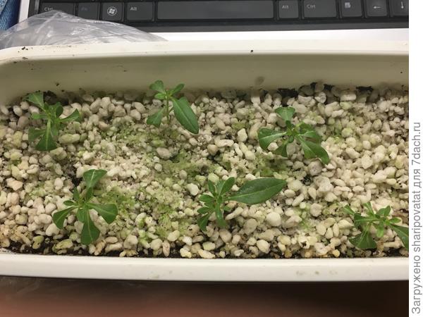 Черенки калибрахоа, похоже, прижились (поставлены на укоренение 21.11.24)