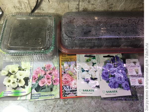 Посев эустомы 12.12.24 г.