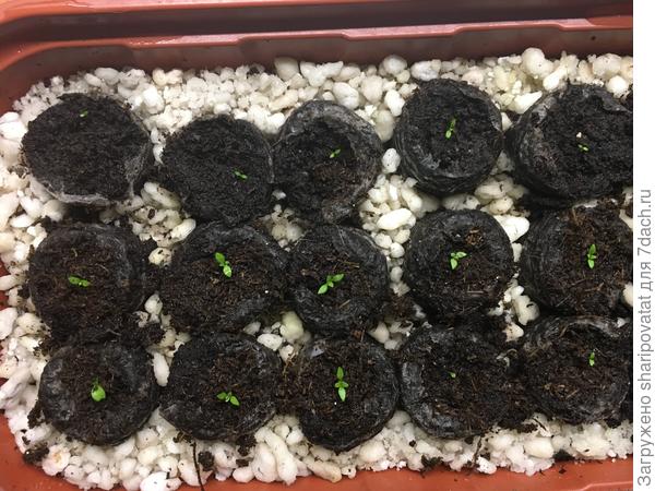 2 января 2025 г. Всходы эустомы в таблетках