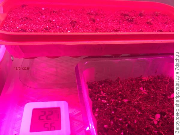 Эустома через месяц после посева