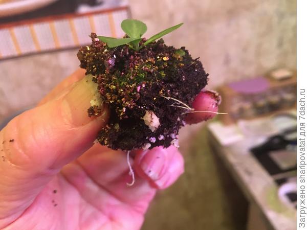 Перевалка эустомы из мини таблеток