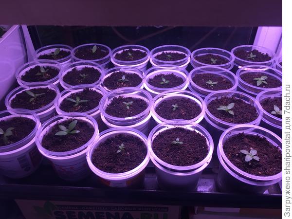 Эустомки на &amp;quot;карантине&amp;quot; после пересадки