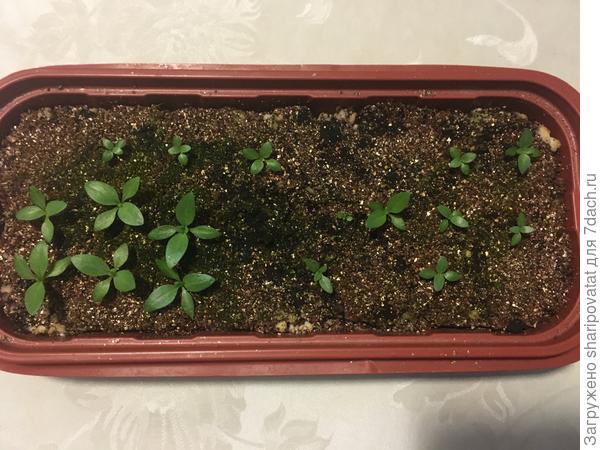 Такие разные всходы высокорослых эустом: разные сорта в одинаковых условиях через полтора месяца