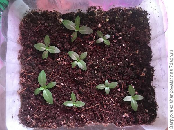 Всходы низкорослых (2 разновидности) тоже разнятся, но не столь сильно, как высокорослые.