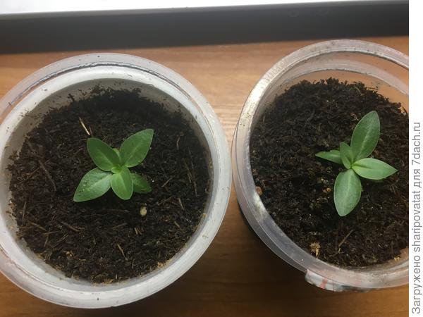 Низкорослая Сюита (белая и розовая)