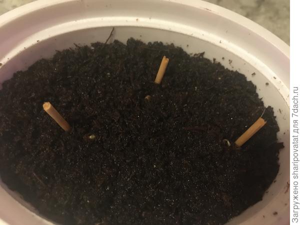 Намечающееся прорастание через 2 дня (17 февраля)