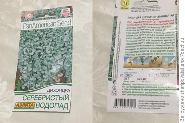 Семена дихондры серебристой