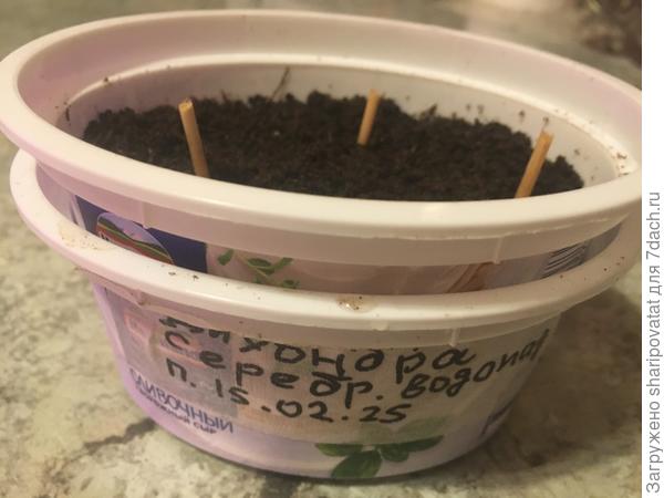 Посев 15 февраля