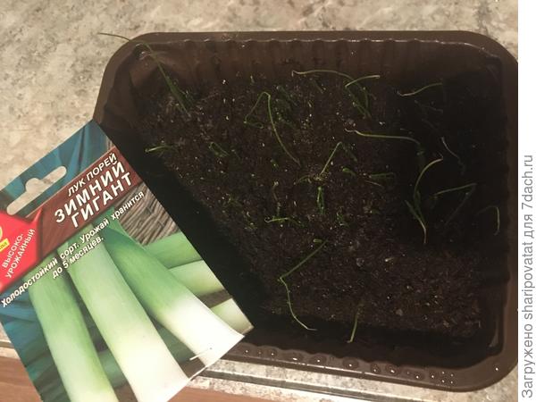 Порей, посеянный сухими семенами 20 февраля, на шестой день начал всходить.