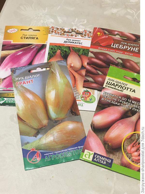 Лук шалот для посева на рассаду в теплице и на грядке
