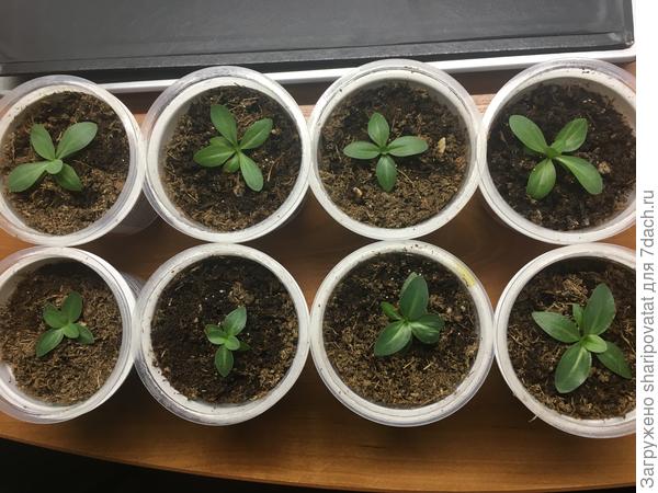 Пока "так себе" высокорослые: Мэйдж роуз и по паре разных Эхо