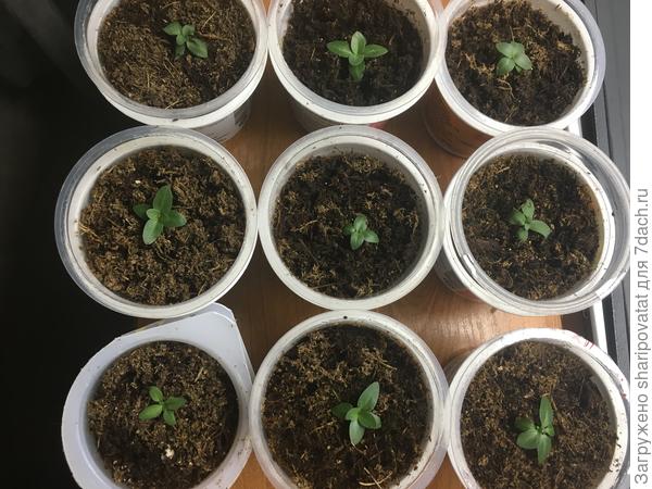 Три вида Minilisi пока "супер мини"