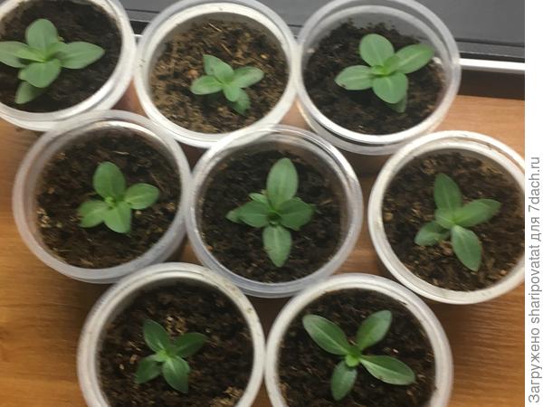 Низкорослые Сюита белая и Сюита розовая