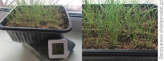 Порей Зимний гигант после стрижки через месяц после посева (общий вид и более крупный план). Даже при излишней загущенности (свои экспериментальные заморочки) лучок выдерживает вертикаль