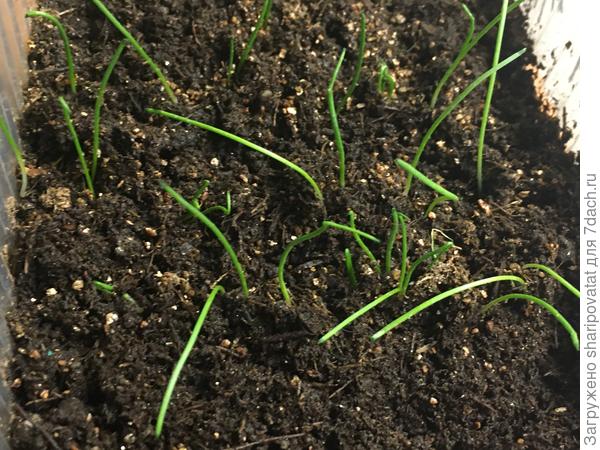 Хоть что-то лучше ничего... Из пяти сортов шалота взошли три:  Стиляга, Цебруне, Грант