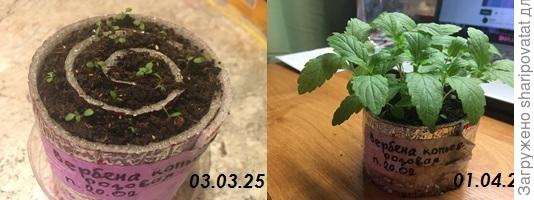 Вербена копьевидная, посеянная в улитку.