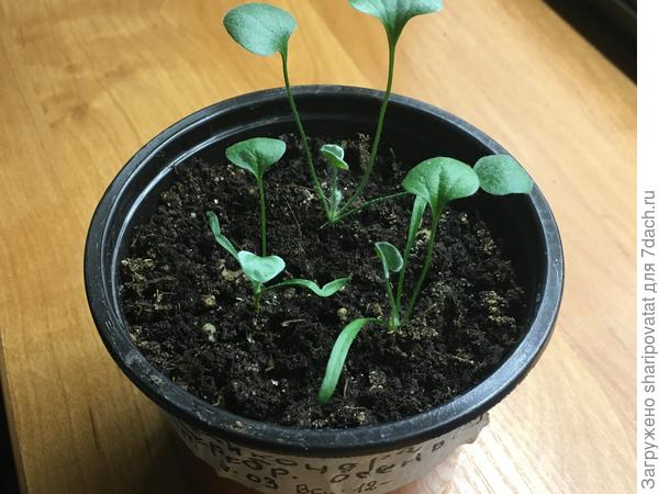 Дихондра серебристая разных сортов и сроков посева