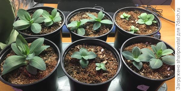 Эустомам 4 месяца от полных всходов. Подростки разного &quot;рода-племени&quot; и развития.