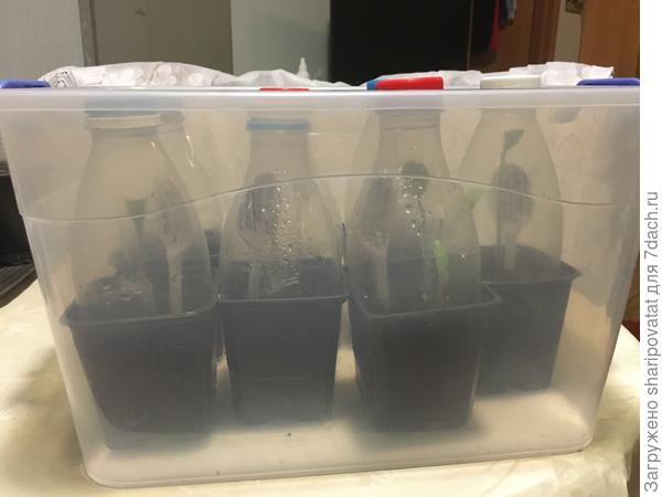 Привитые баклажаны. Контейнер без крышки, поэтому прививки под обрезанными бутылками.