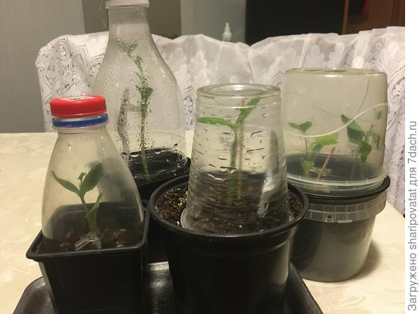 Привитые арбузы и дыни