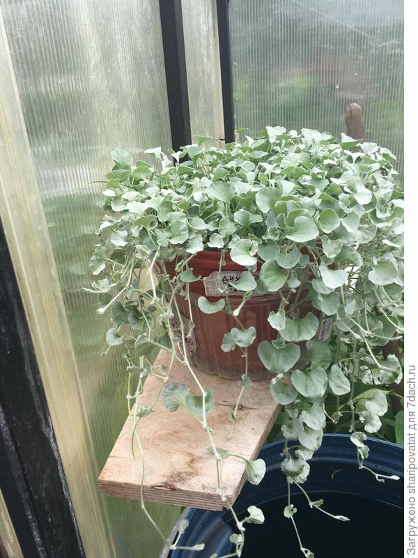 Дихондра серебристая в середине июля.