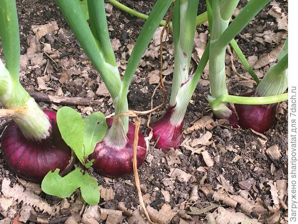 Ялтинский улучшенный в стадии активного наращивания луковиц