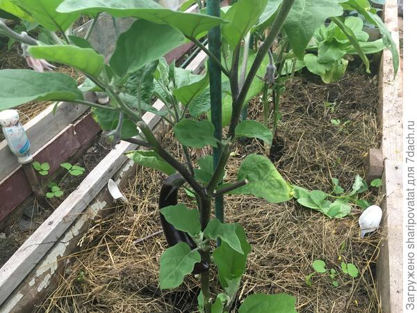 Первый баклажан на корнесобственном растении. Он лучше осветлен из-за удаленных нижних листьев, поврежденных вредителями