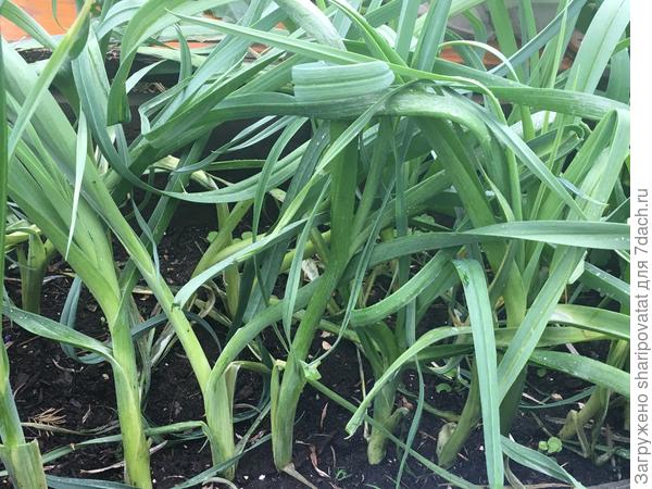 На а Зимнему гиганту порею, примятому ливнями, ещё расти и тасти...