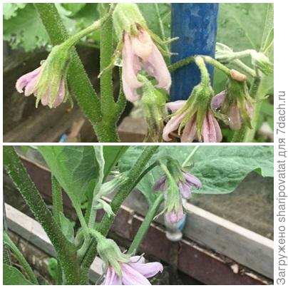 У привитого Зебрино (верхнее фото) все цветки букетного типа, а у корнесобственного - и одиночные, и парные.