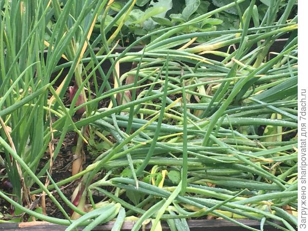 А посеянные сразу на грядку в апреле шалот и репчатый уже начали укладываться