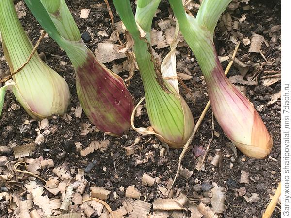 Шалот из рассады наращивает луковицы, "оформляет" покровный слой и, похоже, готов ложиться для завершения вегетации