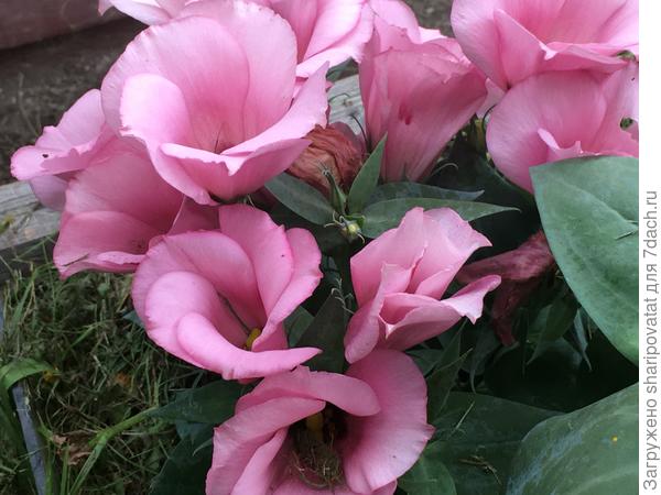 Еще один экземпляр горшечной Сакаты в начале августа