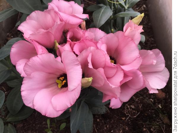 Низкорослая Саката в начале июля