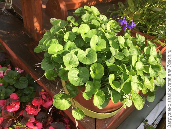 Может, к середине сентября и красивые ниспадающие побеги нарастить успеет