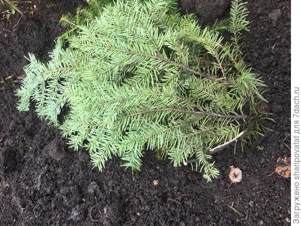 Укрытая лапником посадка