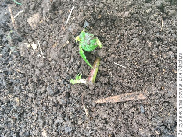 Саженец ежевики перед окончательной засыпкой в прикопе.