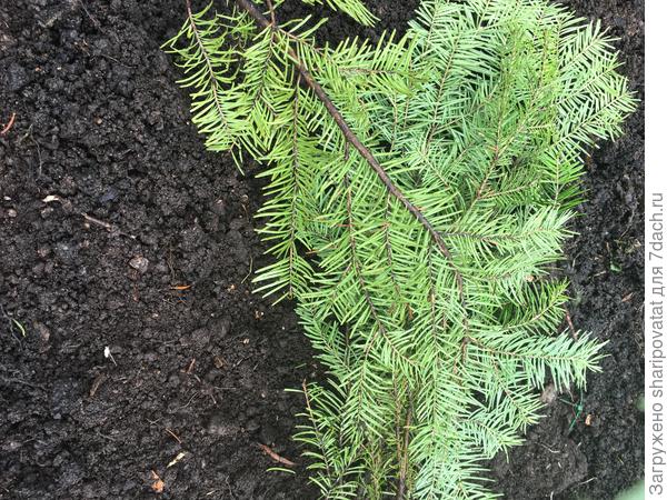 После засыпки землей прикопанный саженец ежевики тоже накрыла лапником.