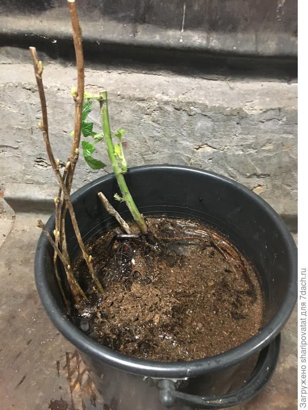 Чтобы освободить корни смородины и ежевики от «монолита» спрессованного торфа, поместила саженцы в ведро с водой.