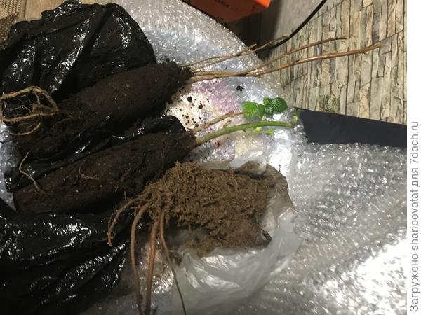 Саженцы после распаковки