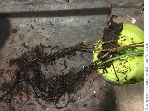 Состояние корневой системы